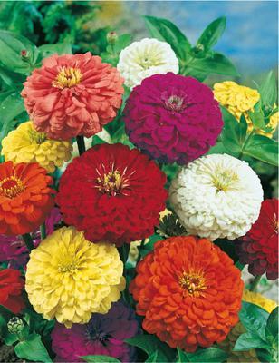 SEMENÁ CÍNIA GEORGÍNOKVETÁ ZMES 1g