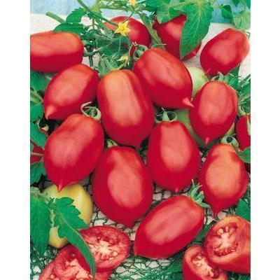 SEMENÁ RAJČIAK KRÍČKOVÝ SALUS 0,6g