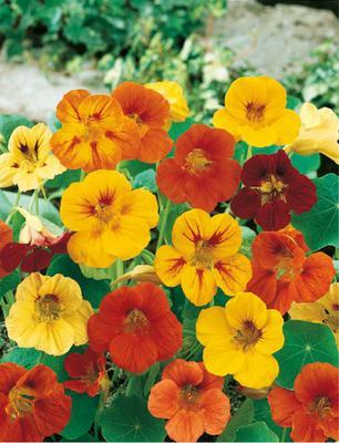 SEMENÁ KAPUCÍNKA VÄČŠIA ŤAHAVÁ ZMES 3g