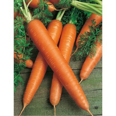 SEMENÁ MRKVA NESKORÁ OLYMPUS 3g