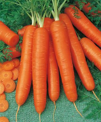 SEMENÁ MRKVA NESKORÁ CORTINA F1 2g