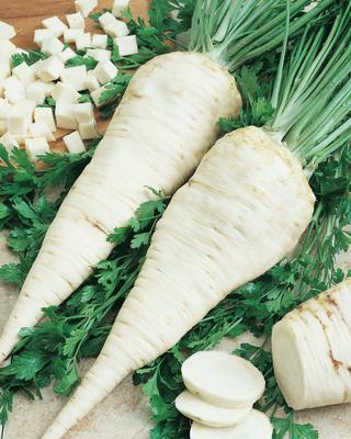 SEMENÁ PETRŽLEN KOREŇOVÝ KONIKA 2g