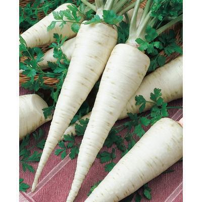 SEMENÁ PETRŽLEN KOREŇOVÝ OLOMOUCKÁ DLOUHÁ 2g