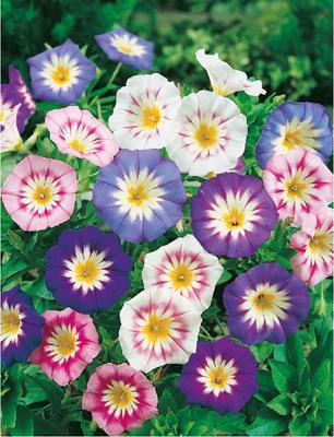 SEMENÁ PUPENEC ZMES 1,5g