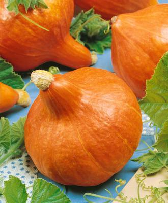 SEMENÁ TEKVICA OKRASNÁ UCHIKI KURI 1,5g