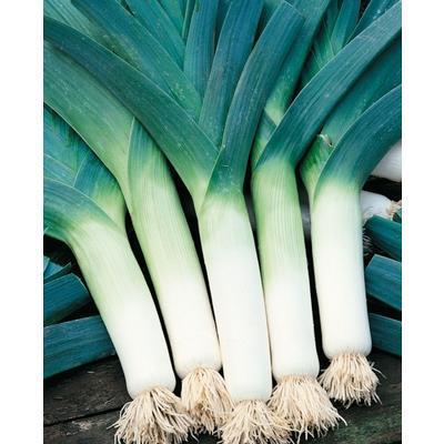 SEMENÁ PÓR ZIMNÝ ELEFANT 1,5g