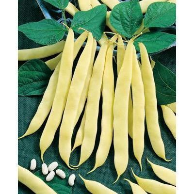 SEMENÁ FAZUĽA KRÍČKOVITÁ MAXIDOR 40g